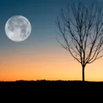 Pexels David Besh 884788